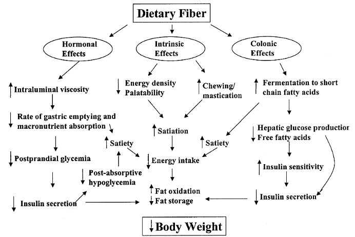 膳食纤维帮助控制体重之机制
