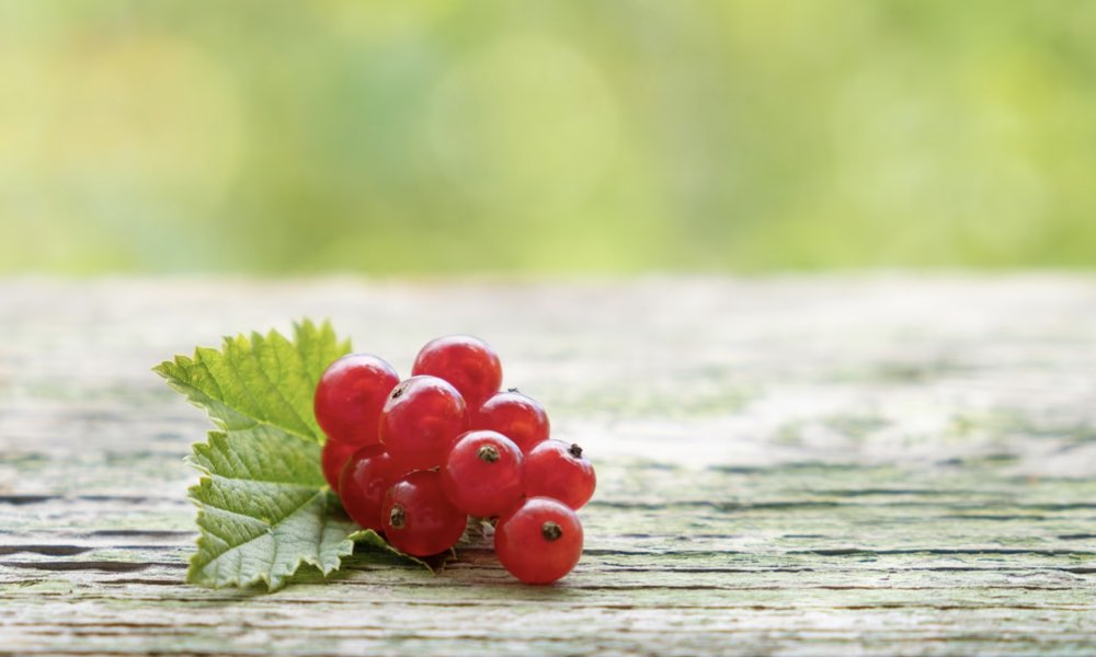 蔓越莓的4種功效和副作用(其中結石的部分要留意!)