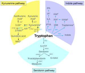 色胺酸Tryptophan
