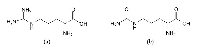 精胺酸與瓜胺酸結構上極為相似