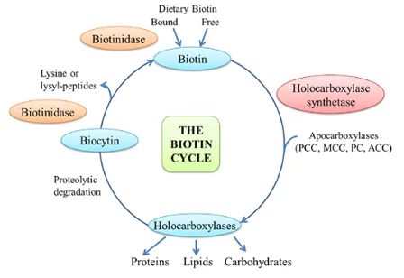 生物素功效：生物素循環